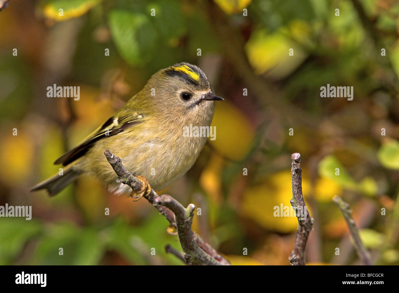 Regulus regulus Goldcrest Banque D'Images