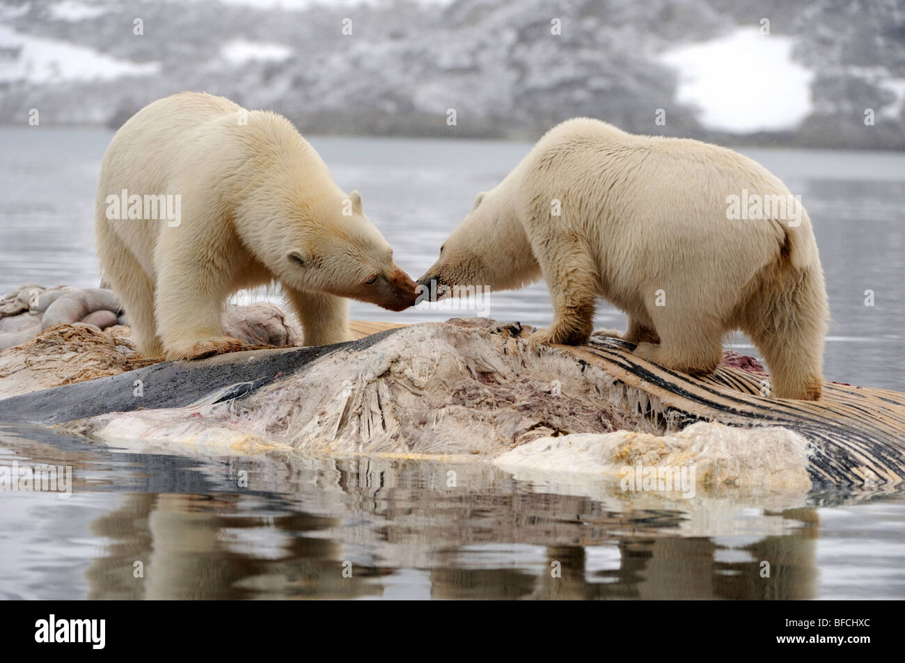 L'ours polaire (Ursus maritimus) Banque D'Images