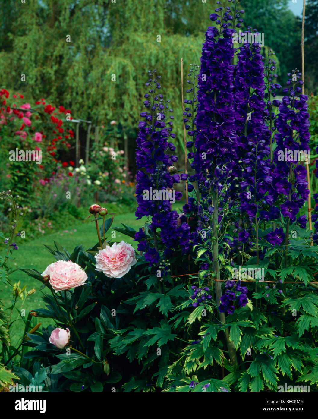 Les Pivoines rose pâle et bleu delphiniums en été dans le jardin grand pays frontaliers Banque D'Images