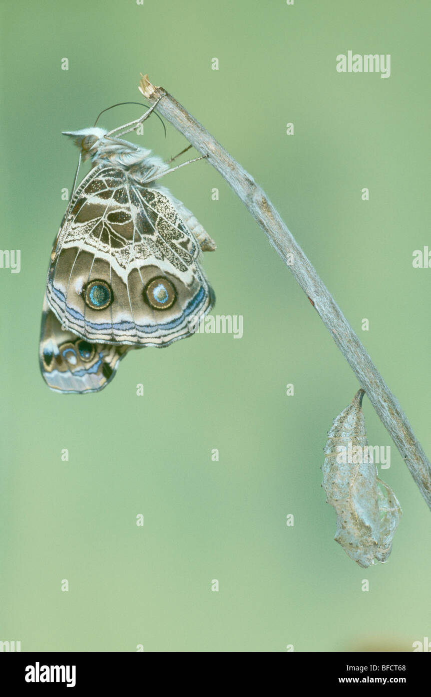 Papillon belle dame américaine, Vanessa virginiensis, attend après avoir émergé de Chrysalis pour rassembler des forces qu'elle ailes sèchent Banque D'Images