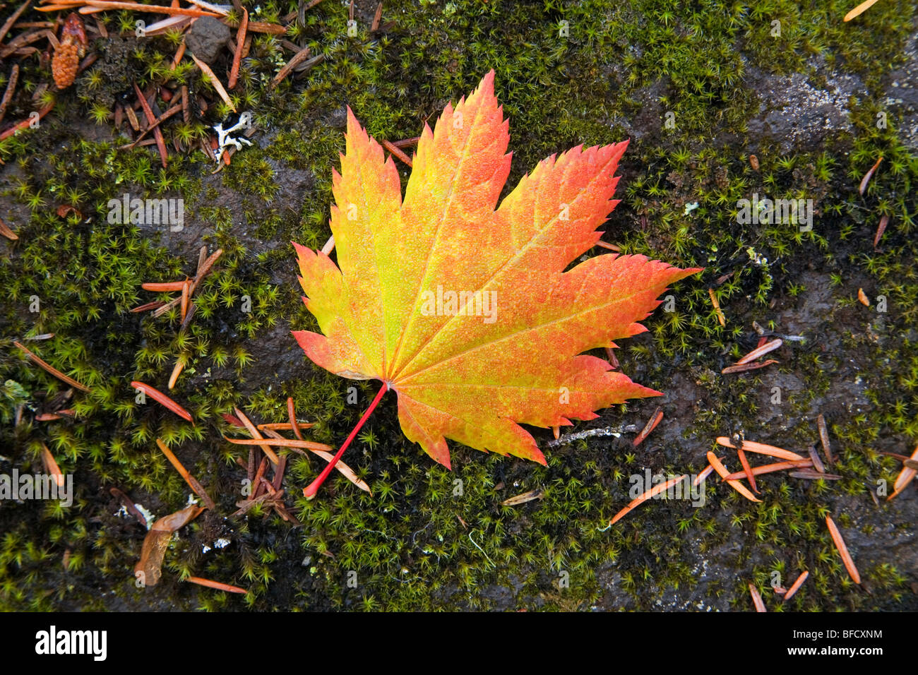 Feuille parfaite de Dieu. Une feuille d'érable de la vigne à l'automne dans les montagnes de l'Oregon Cascade Banque D'Images