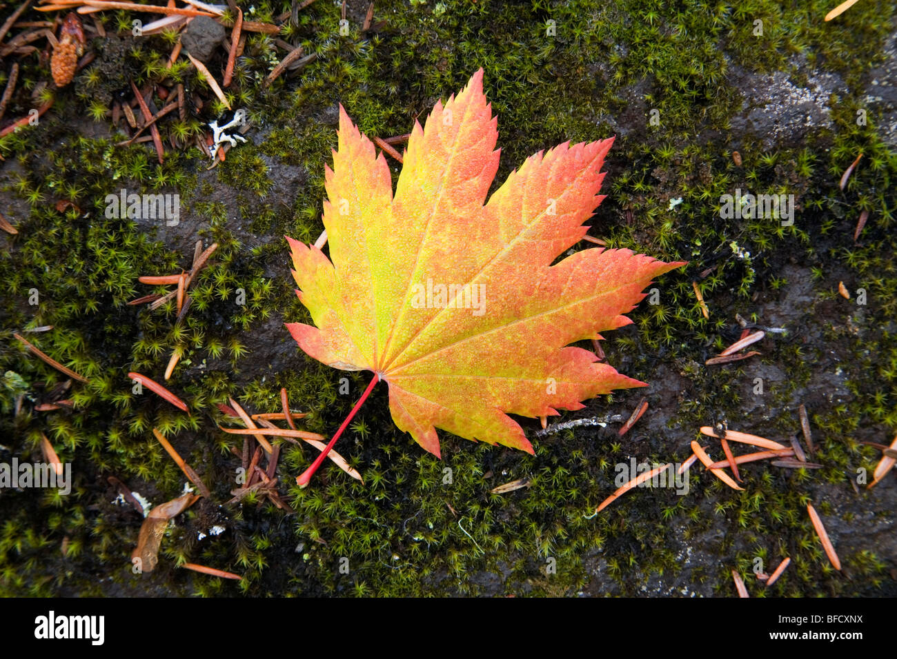 Feuille parfaite de Dieu. Une vigne feuille d'érable en octobre dans l'Oregon Cascade Mountains Banque D'Images