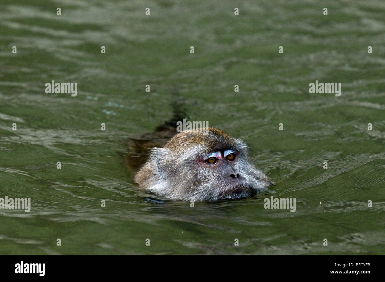 Un crabe ou à longue queue-manger singe macaque Macaca fascicularis natation. Banque D'Images