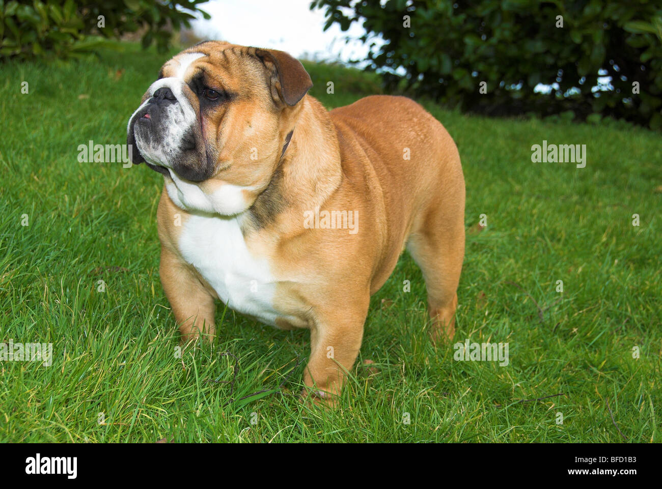 British Bulldog ou bouledogue anglais, est une race de chien originaire