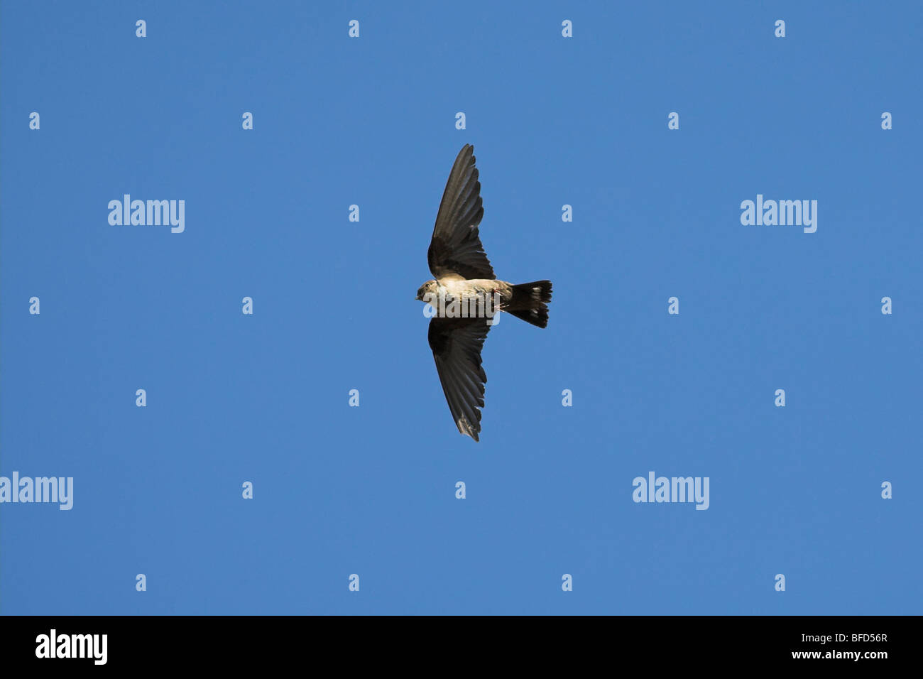 Crag Martin Ptyonoprogne rupestris Banque D'Images