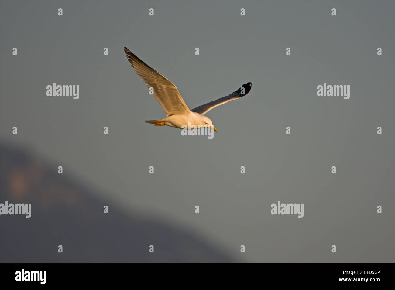 Western Yellow-legged Gull Larus cachinnans michahellis Banque D'Images
