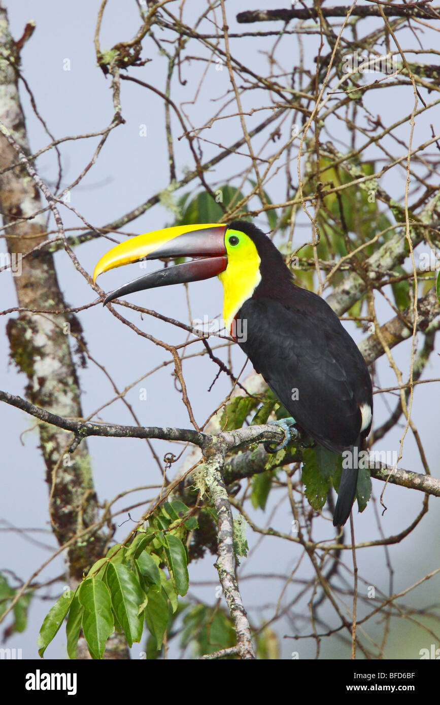 Chestnut-mandibled toucan Banque D'Images