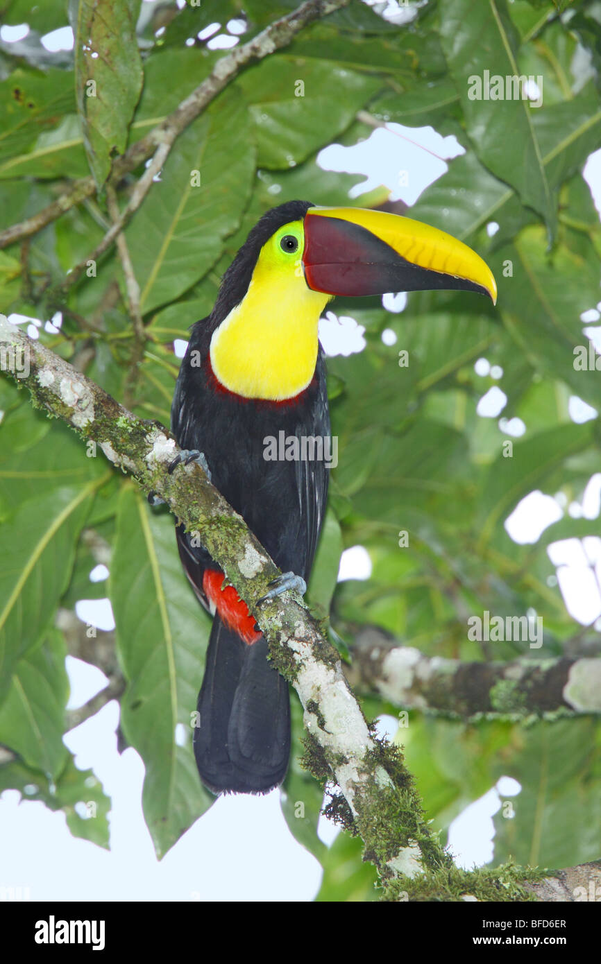 Chestnut-mandibled toucan Banque D'Images