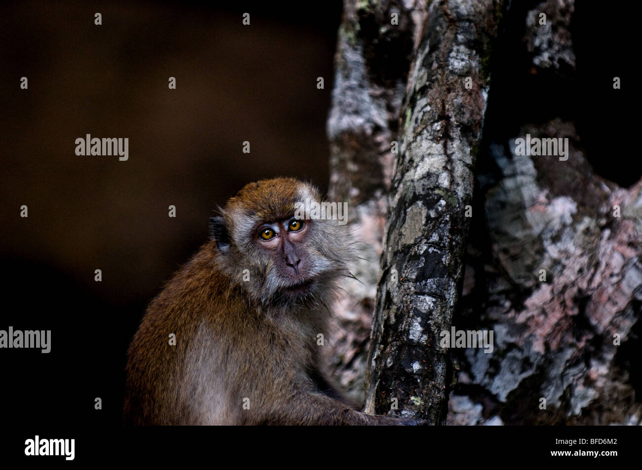 Long-tailed macaques mangeurs de crabes ou. Banque D'Images