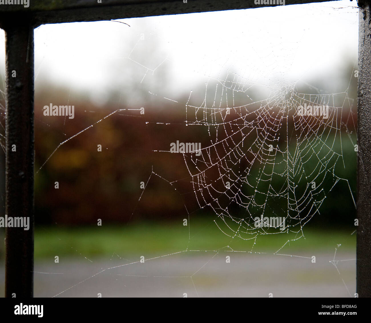 Spider's Web dans une lumière douce, Irlande Banque D'Images