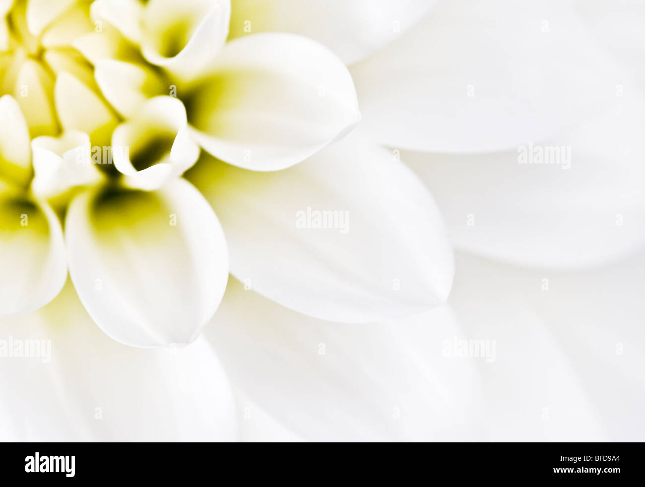 Dahlia blanc close up Banque D'Images