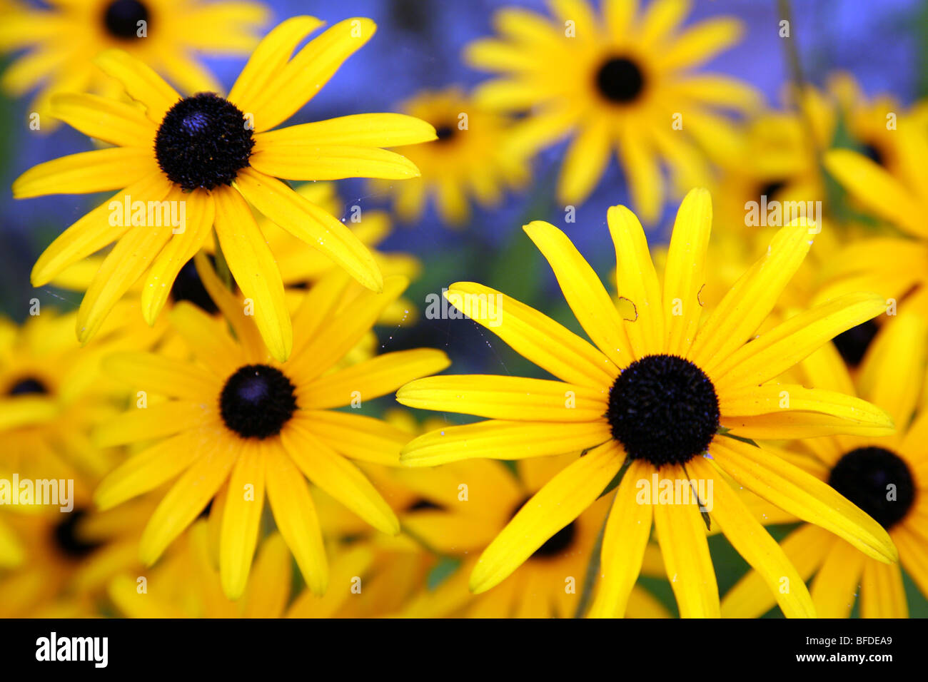 Black-eyed Susan fleurs en français country garden Banque D'Images