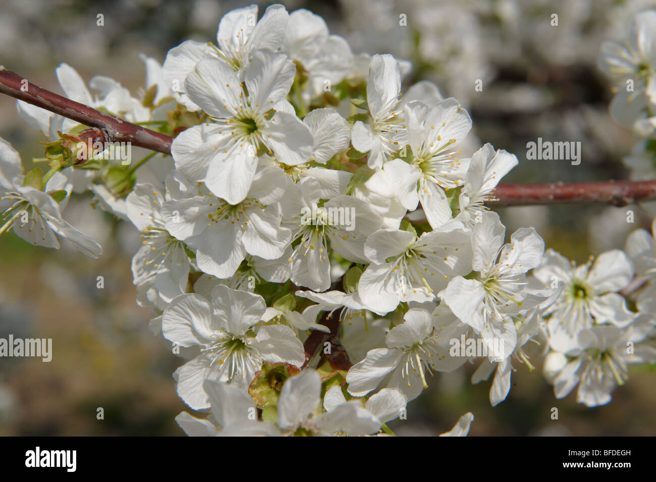 Fleur de cerisier blanc sur les arbres du verger. Banque D'Images