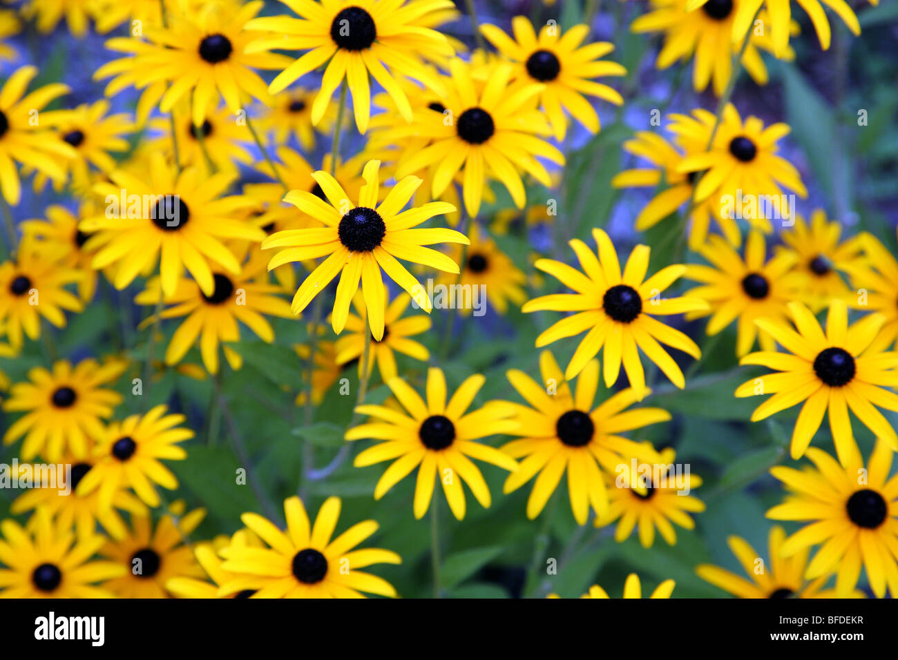 Black-eyed Susan fleurs en français country garden Banque D'Images