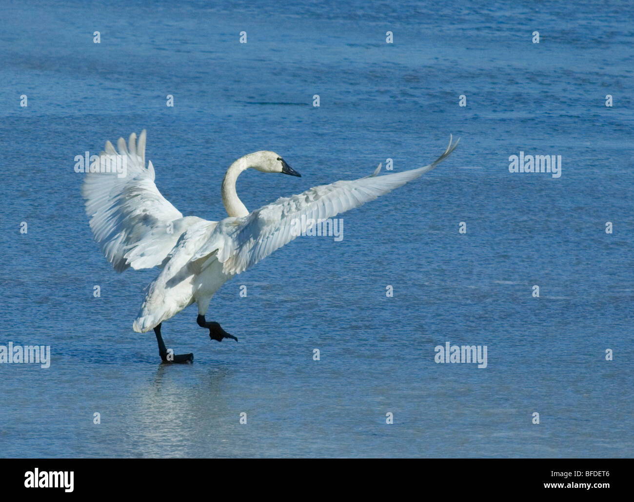 Le Cygne siffleur (Cygnus columbianus) marcher sur la glace avec les ailes déployées, l'Alberta, Canada. Banque D'Images
