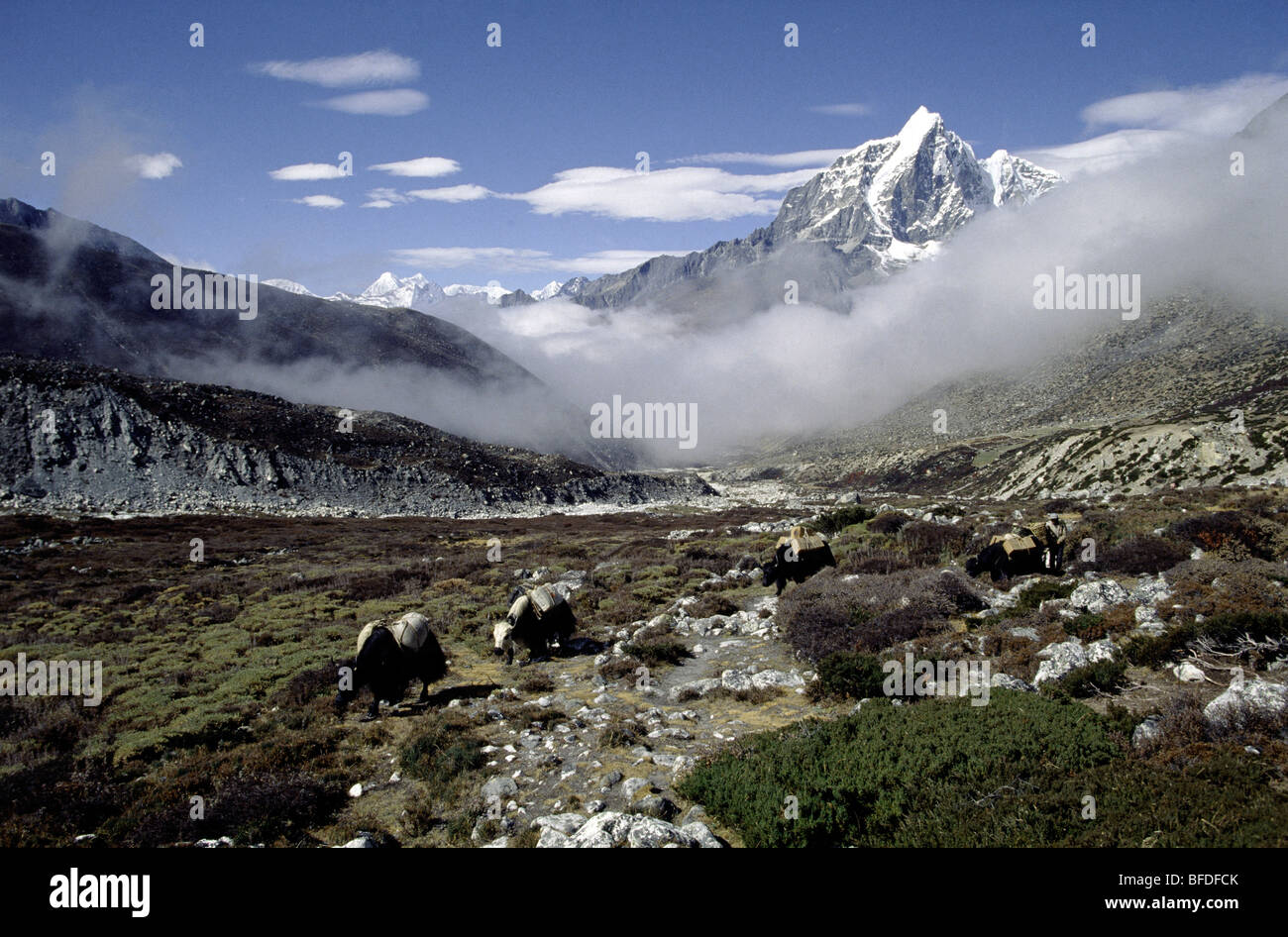 Caravanes de yaks s'entremêlent dans un superbe paysage baigné par les montagnes du Népal. Banque D'Images