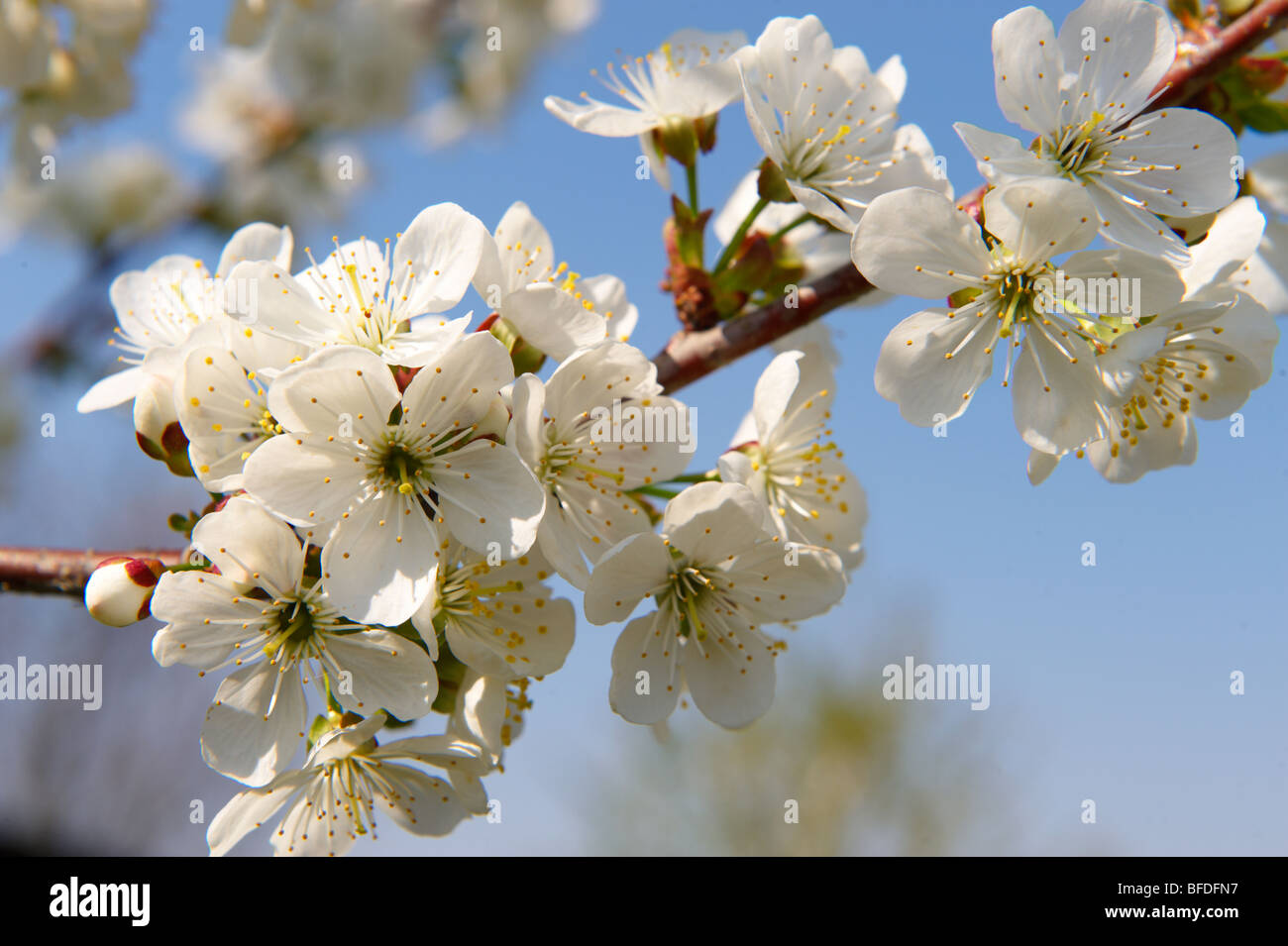 Fleur de cerisier blanc sur les arbres du verger. Banque D'Images