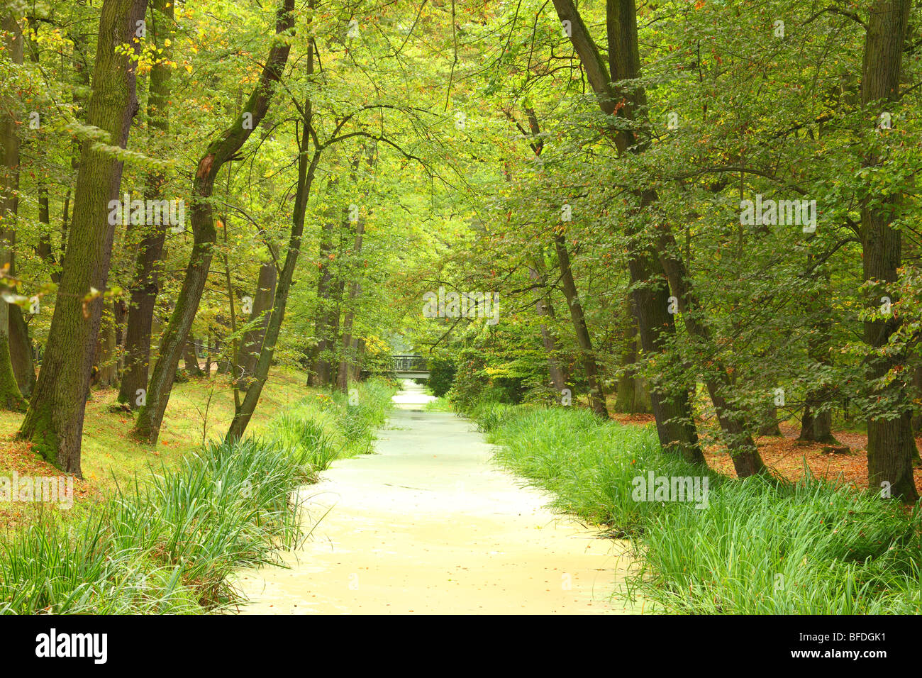 Toujours calme et l'eau les arbres d'automne Banque D'Images