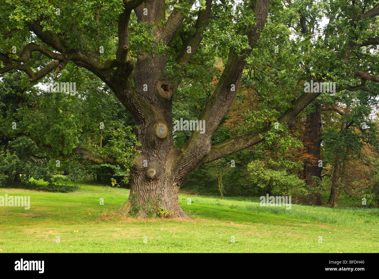 Très vieux chêne Quercus robur Banque D'Images
