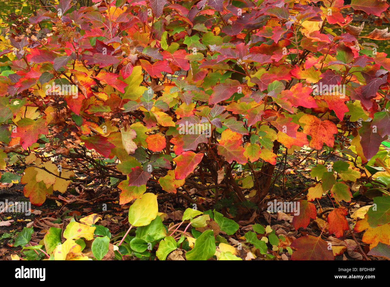 Les feuilles d'hortensias multicolores de l'automne à l'Hydrangea quercifolia Banque D'Images