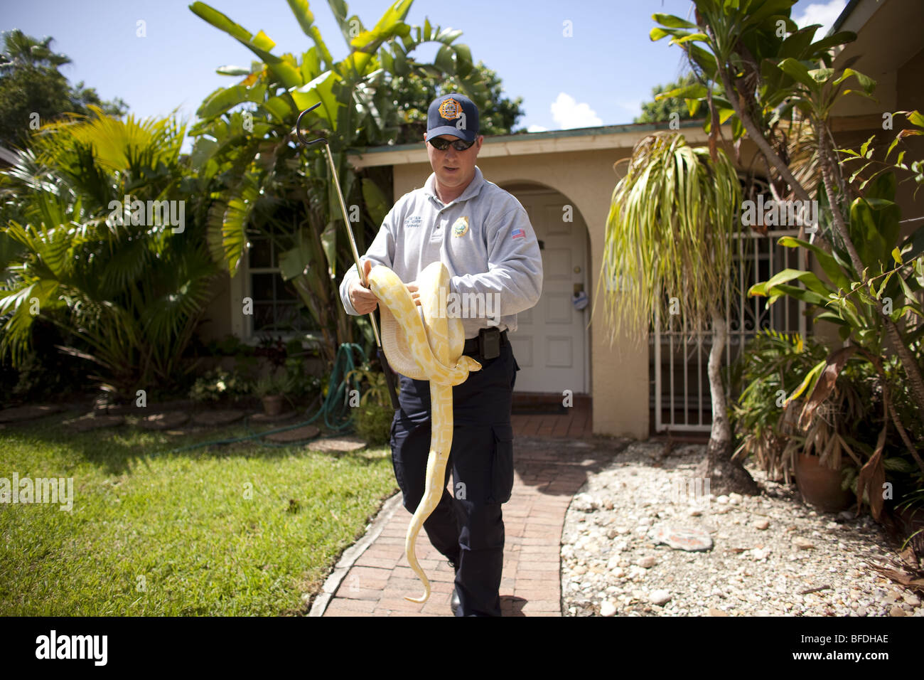 L'unité d'intervention de venin dans la recherche recherche de pythons birmans dans la banlieue de Miami et les Everglades Banque D'Images