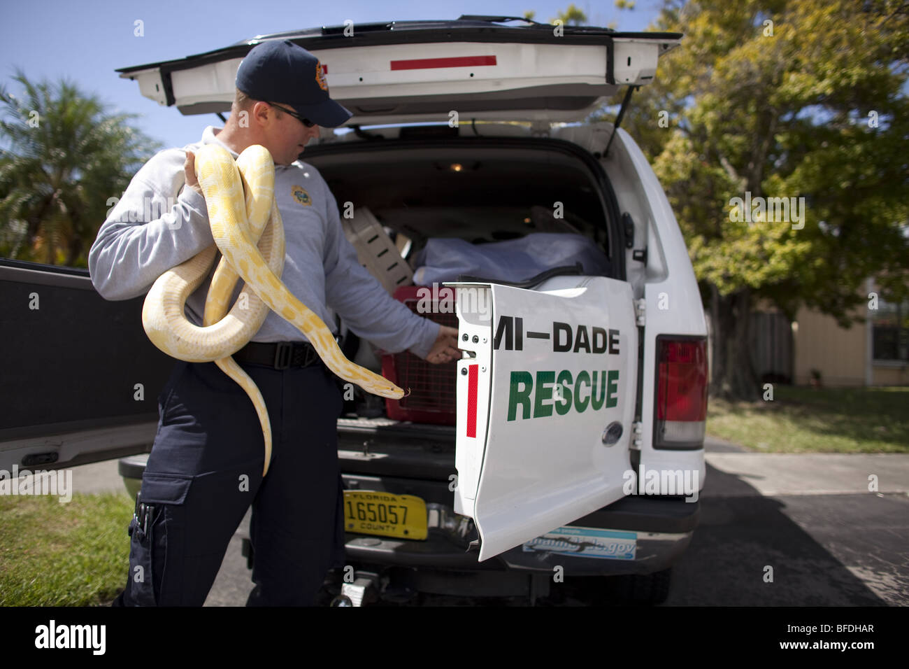 L'unité d'intervention de venin dans la recherche recherche de pythons birmans dans la banlieue de Miami et les Everglades Banque D'Images