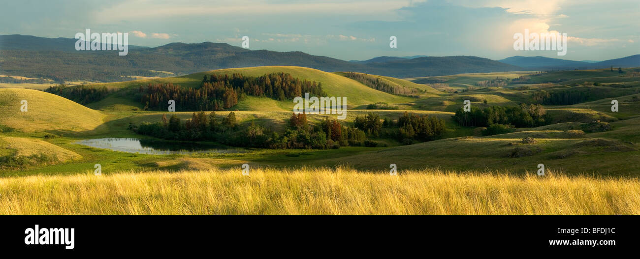 Vue panoramique du parc près de ranch Douglas Lake, British Columbia, Canada Banque D'Images