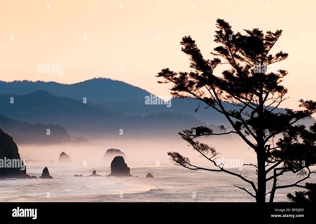Shorepine et piles de mer à Cannon Beach à partir de parc d'état d'Ecola au lever du soleil, de l'Oregon. Banque D'Images Shorepine et piles de mer à Cannon Beach à partir de parc d'état d'Ecola au lever du soleil, de l'Oregon. Banque D'Images