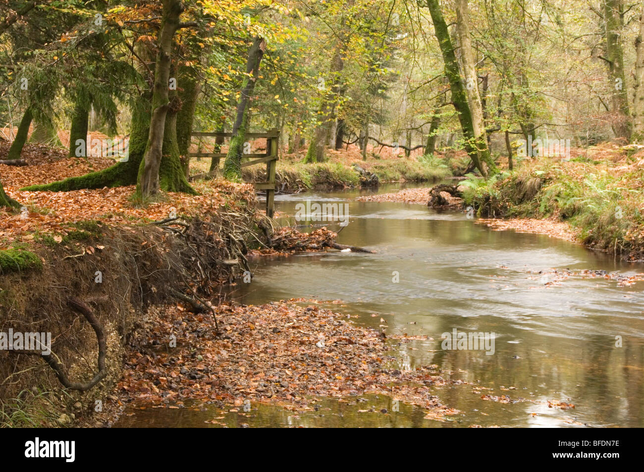 L'Eau Noire Rhinefield Ornamental Drive La nouvelle forêt Hampshire England UK Banque D'Images