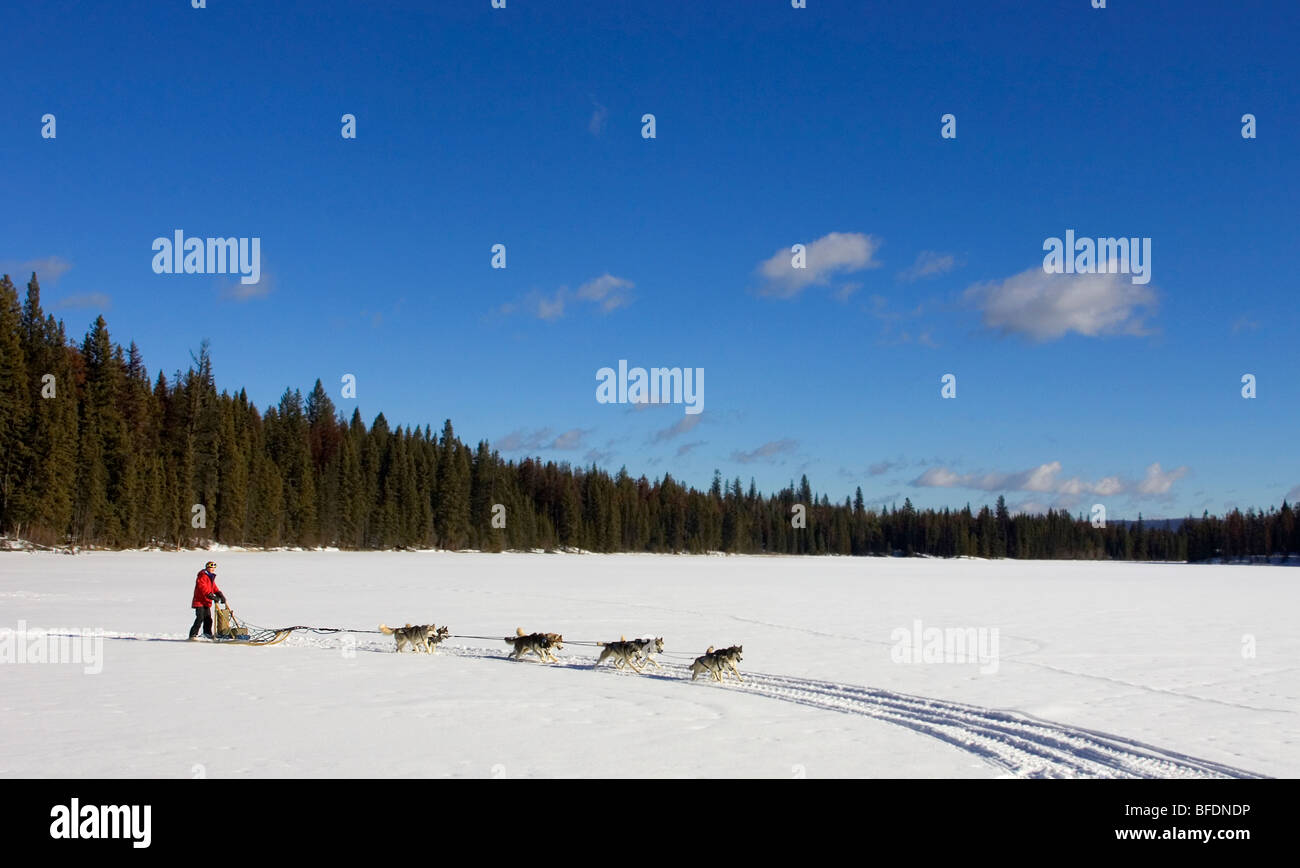 Traîneau à chiens dans la région de Cariboo en Colombie-Britannique, Canada Banque D'Images