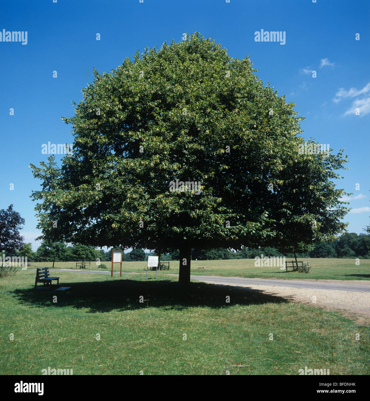 Tilleul commun ou de tilleul (Tilia europeae) petit arbre en fleur sur commune Hungerford Banque D'Images