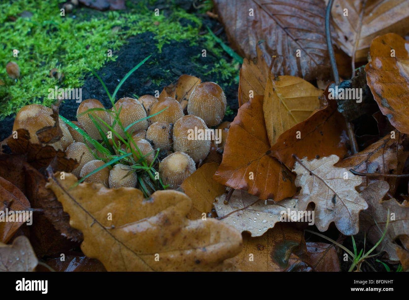 Bonnet fée toadstool champignons dans un cimetière en automne peut être disseminatus ou congregatus sp Banque D'Images