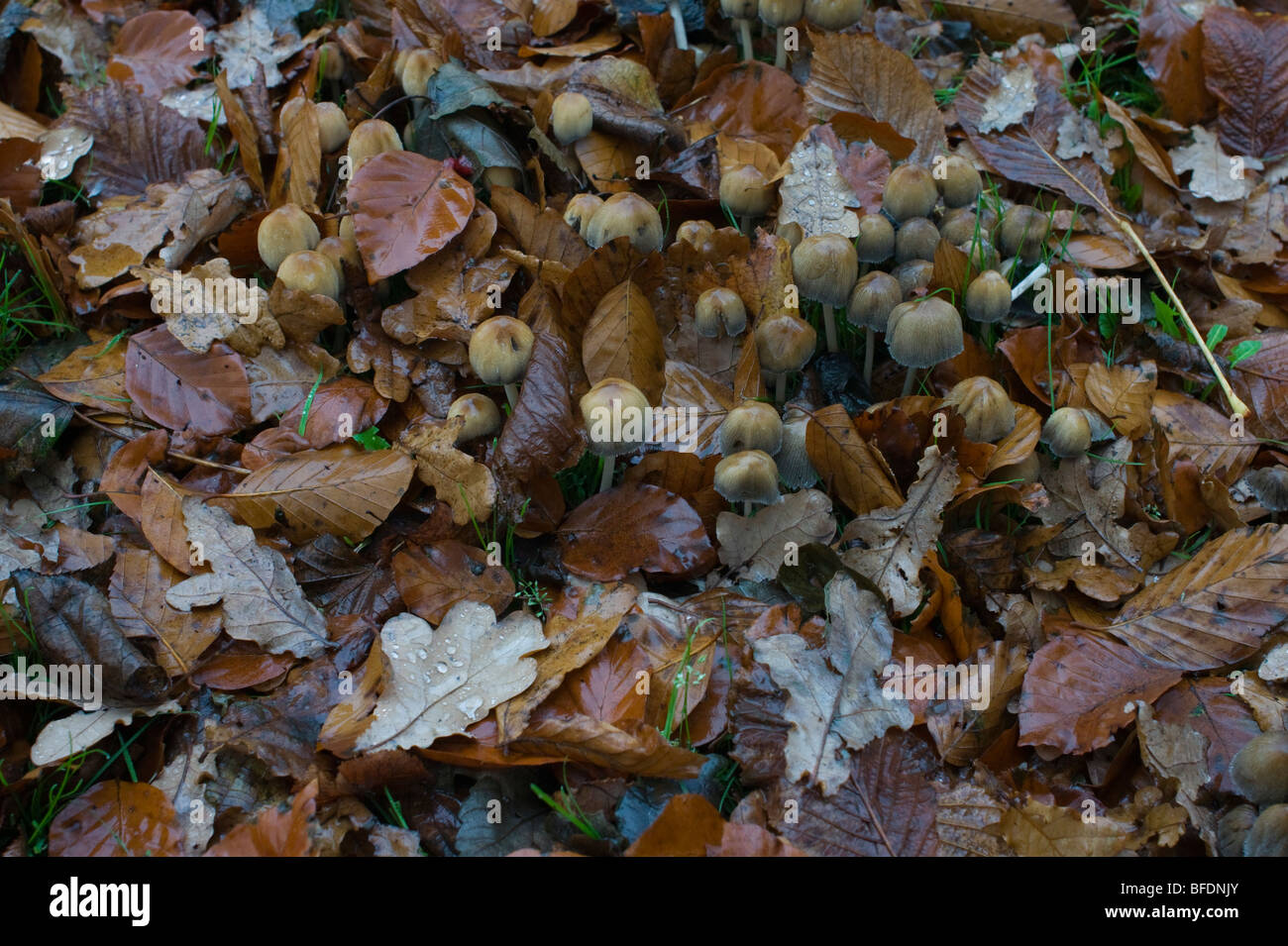 Bonnet fée toadstool champignons dans un cimetière en automne peut être disseminatus ou congregatus sp Banque D'Images