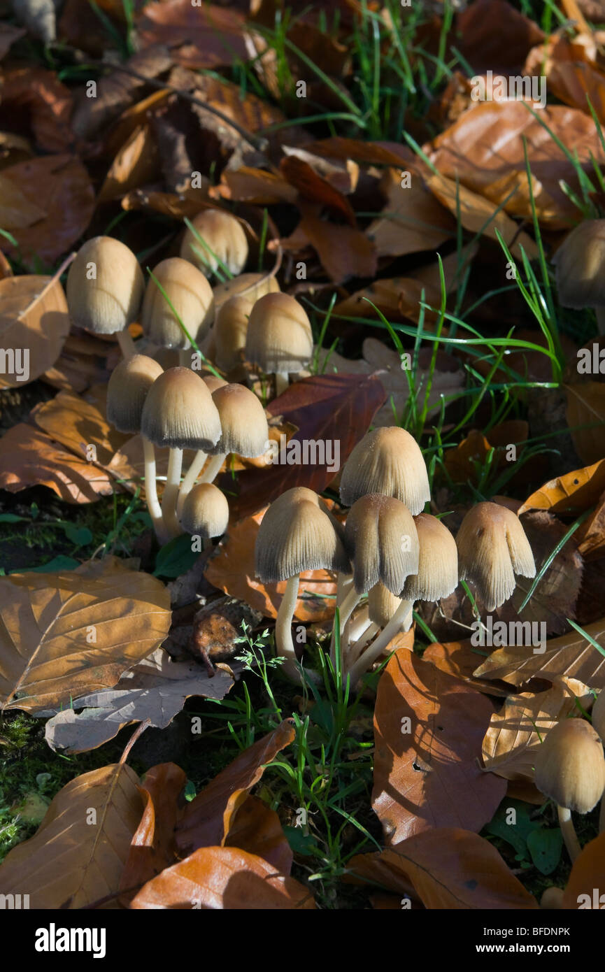 Bonnet fée toadstool champignons dans un cimetière en automne peut être disseminatus ou congregatus sp Banque D'Images