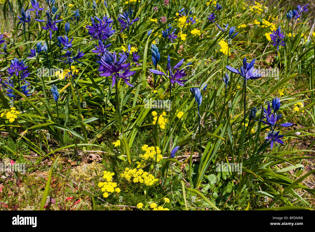 Camassie camash (Camassia) plante poussant dans Victoria, île de Vancouver, Colombie-Britannique, Canada Banque D'Images