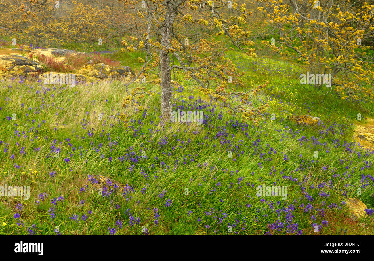 Camassie camash (Camassia) plante poussant dans les bois à Victoria, île de Vancouver, Colombie-Britannique, Canada Banque D'Images