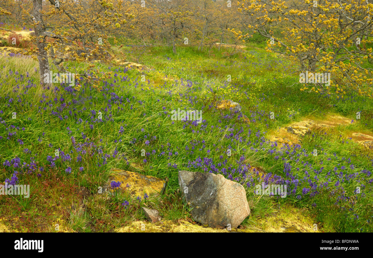 Camassie camash (Camassia) plante poussant dans les bois à Victoria, île de Vancouver, Colombie-Britannique, Canada Banque D'Images