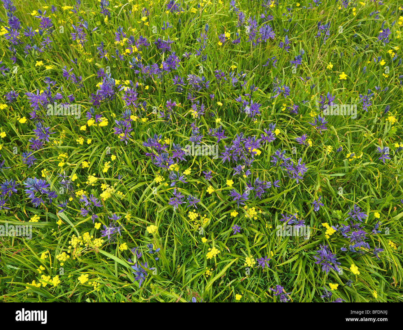 Camassie camash (Camassia) plante poussant dans Victoria, île de Vancouver, Colombie-Britannique, Canada Banque D'Images