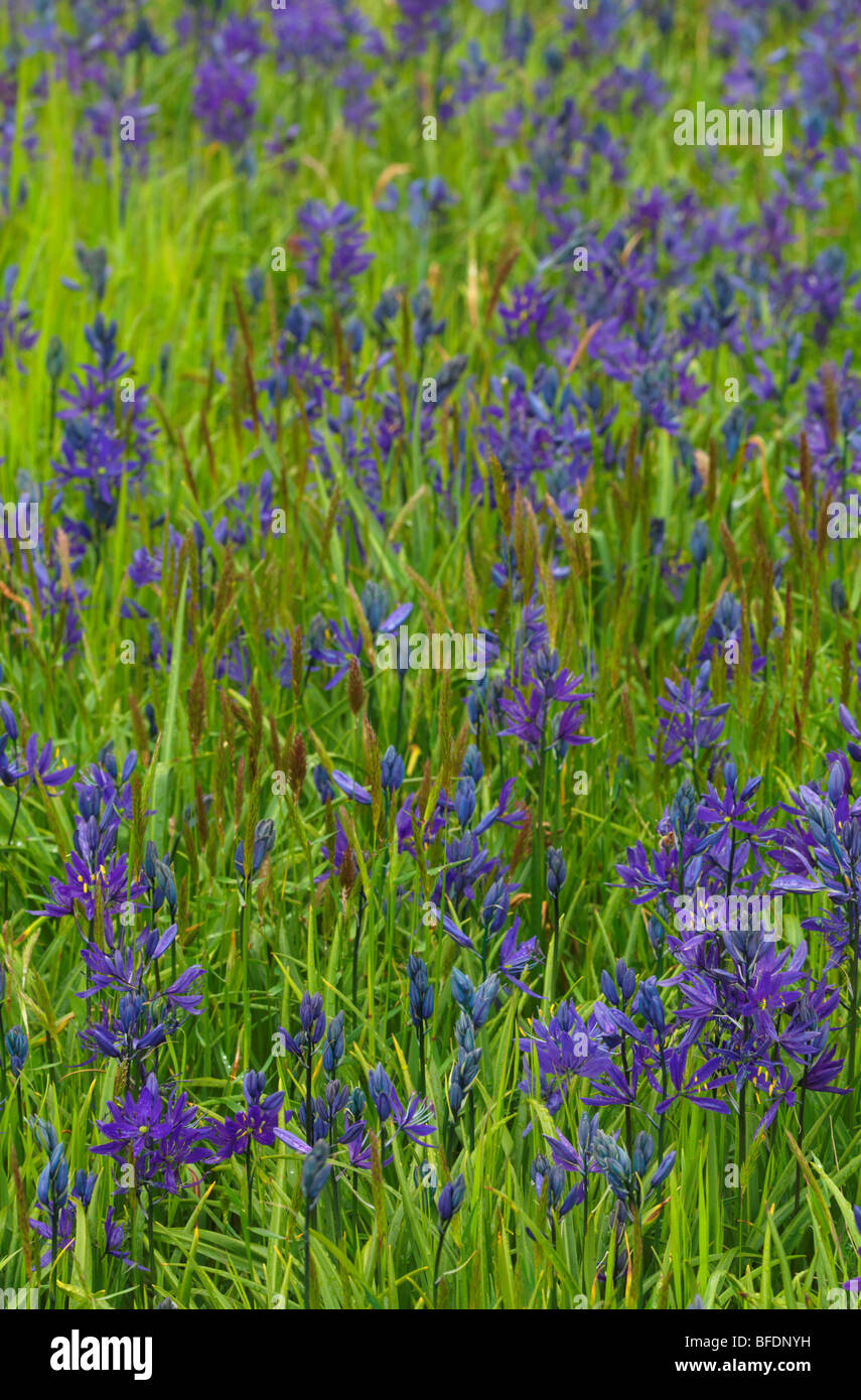 Camassie camash (Camassia) plante poussant dans Victoria, île de Vancouver, Colombie-Britannique, Canada Banque D'Images