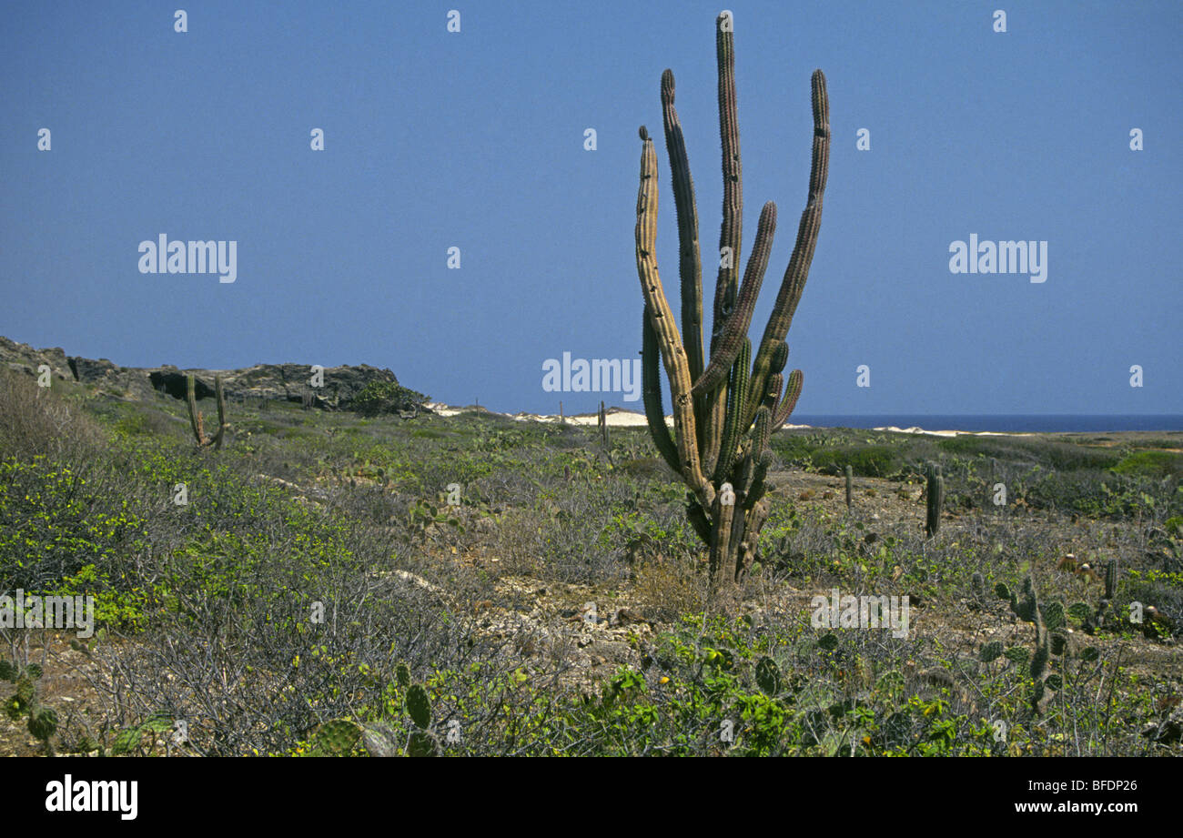 Portrait d'une île déserte, à l'intérieur des terres, une partie de l'Aruba îles ABC dans les Caraïbes Banque D'Images