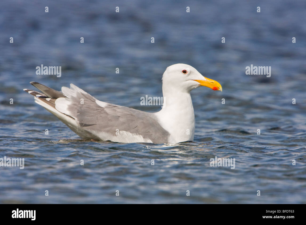 Goéland à ailes grises (Larus glaucescens) natation à Victoria, île de Vancouver, Colombie-Britannique, Canada Banque D'Images