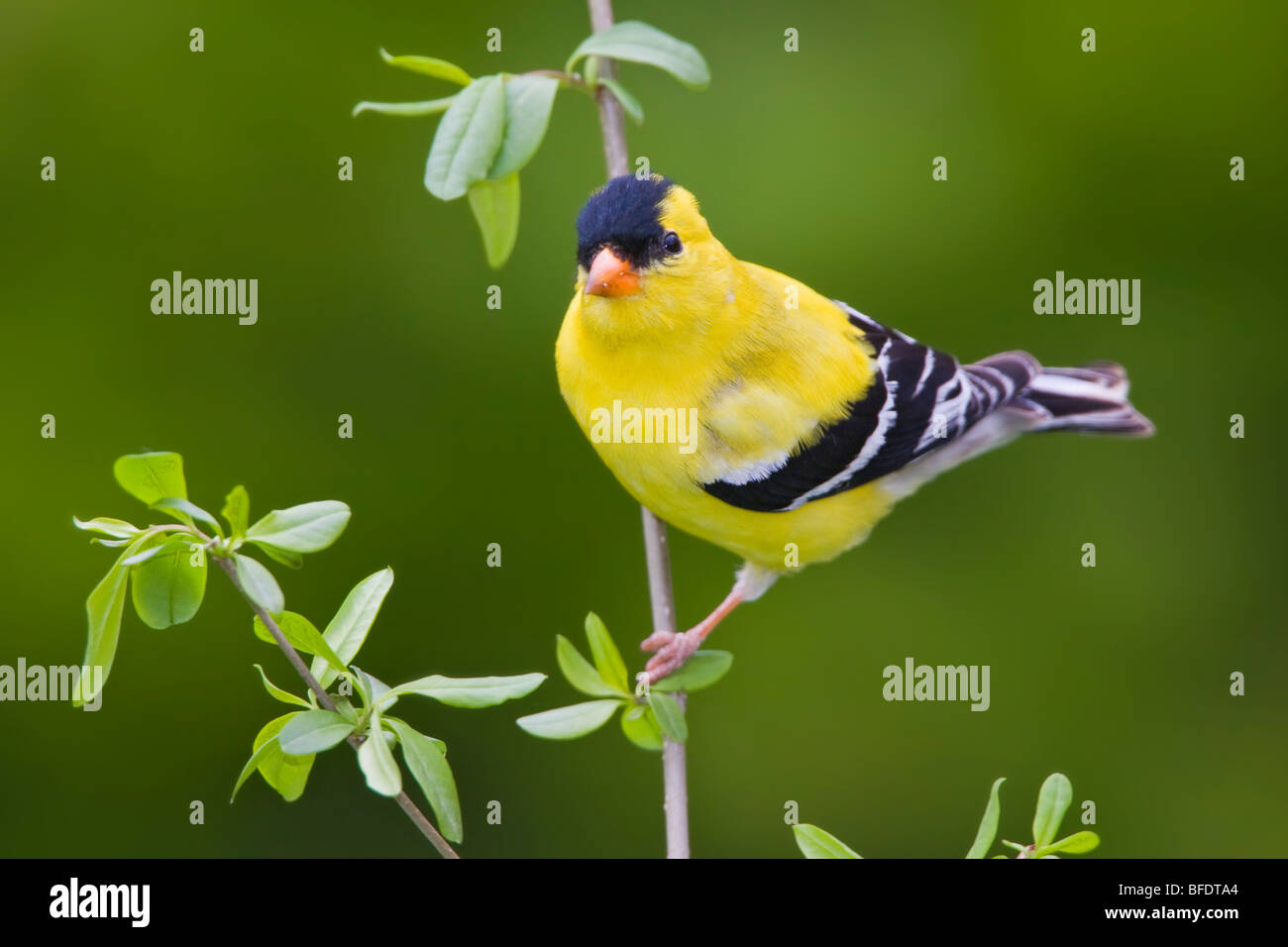 Chardonneret jaune (Carduelis tristis) perché sur une branche près de Toronto, Ontario, Canada Banque D'Images Chardonneret jaune (Carduelis tristis) perché sur une branche près de Toronto, Ontario, Canada Banque D'Images