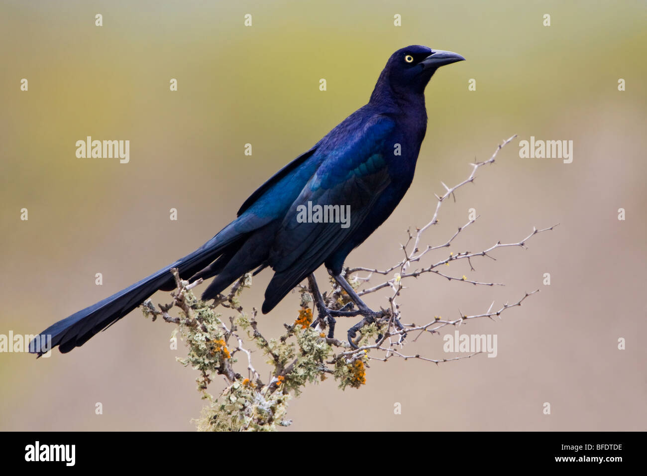 Grand-queue Quiscale bronzé (Quiscalus mexicanus) perché sur une branche à Falcon State Park, Texas, États-Unis Banque D'Images