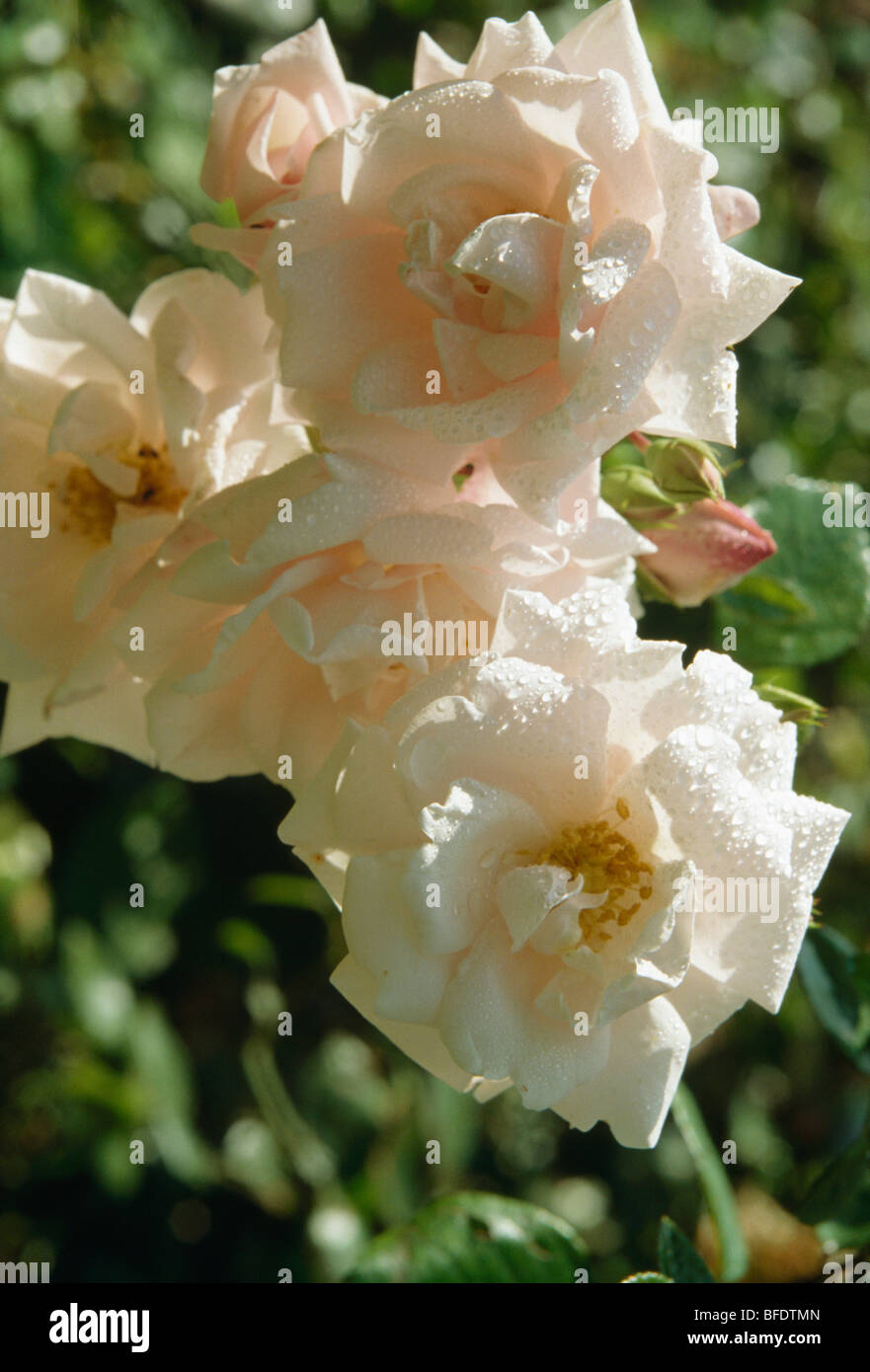 Gros plan d'une gerbe de roses rose crémeux après la pluie Banque D'Images