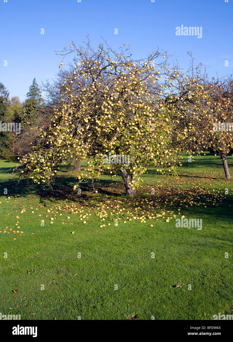 Apple tree orchard mettre les pommes à l'automne, Suffolk, Angleterre Banque D'Images