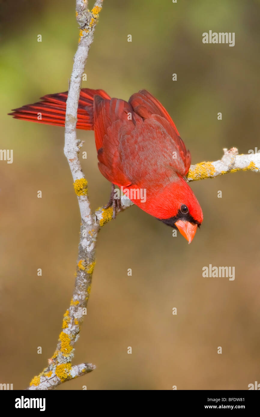 Cardinal rouge (Cardinalis cardinalis) perché sur une branche dans la vallée du Rio Grande du Texas, USA Banque D'Images