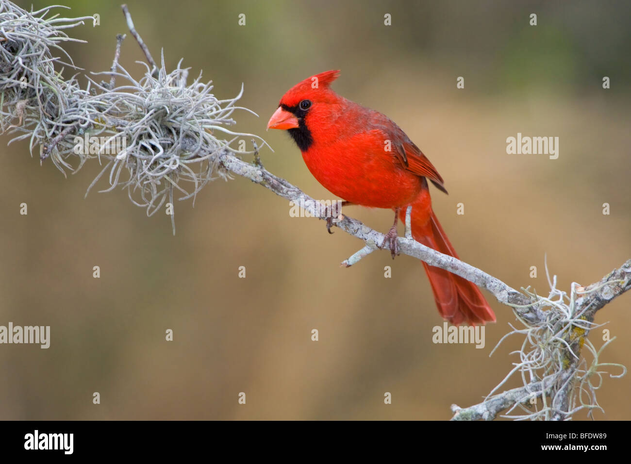 Cardinal rouge (Cardinalis cardinalis) perché sur une branche dans la vallée du Rio Grande du Texas, USA Banque D'Images