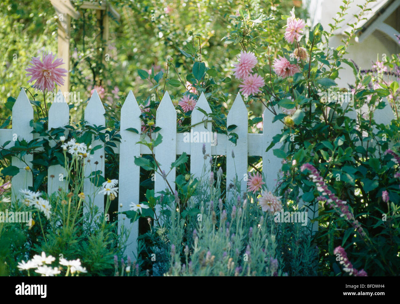 Dahlias roses et marguerites blanches à côté de la clôture blanche dans Chalet jardin Banque D'Images