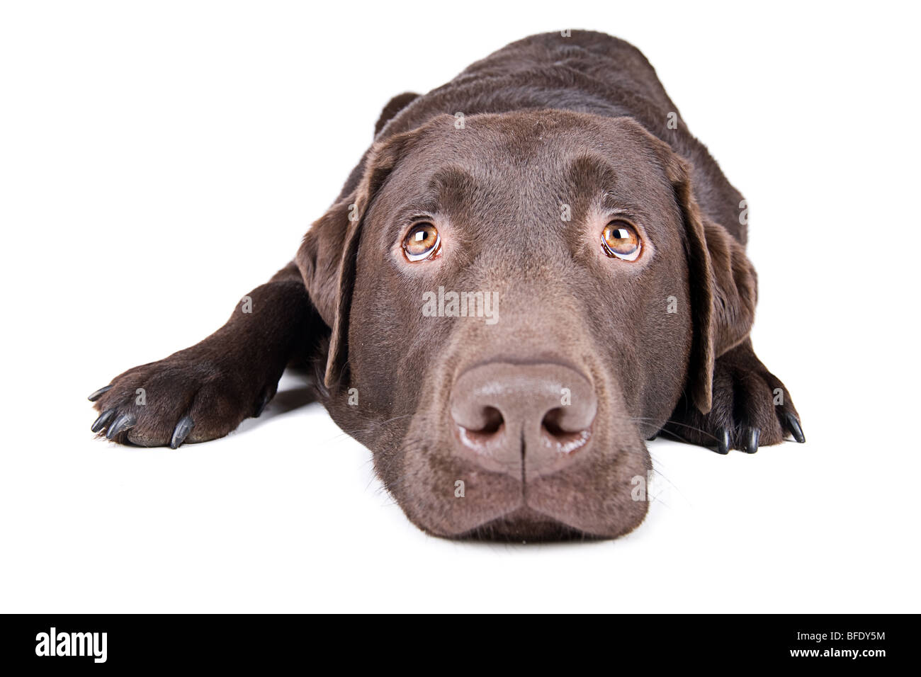 D'un coup isolés Cute Chocolate Labrador couché et Looking up Banque D'Images