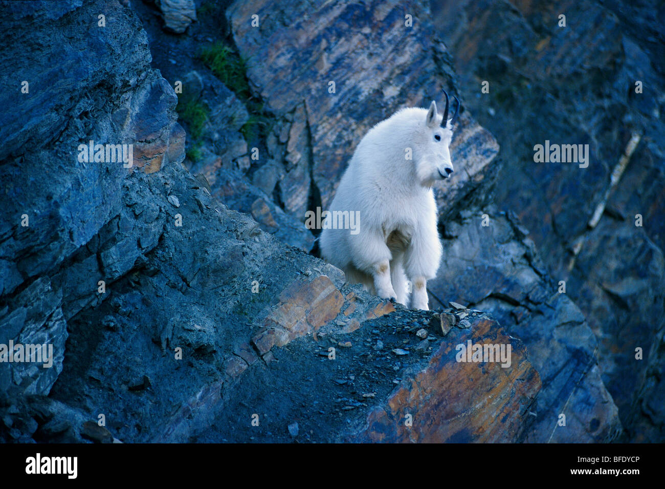 La chèvre de montagne (Oreamnos americanus) sur la falaise rocheuse, dans le parc national des Glaciers, en Colombie-Britannique, Canada Banque D'Images